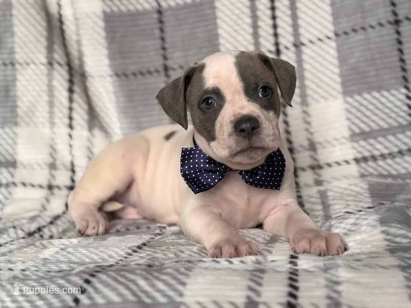 Rodeo  – American Pit Bull Terrier, Cane Corso puppy for sale in Davenport, FL