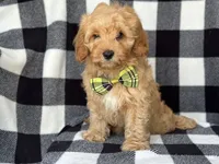 Bodie, a male Cockapoo and Poodle - Toy  for sale in Davenport, FL – 5 of 8