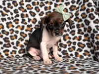 Beauty, a female French Bulldog and Cockapoo for sale in Davenport, FL – 7 of 10