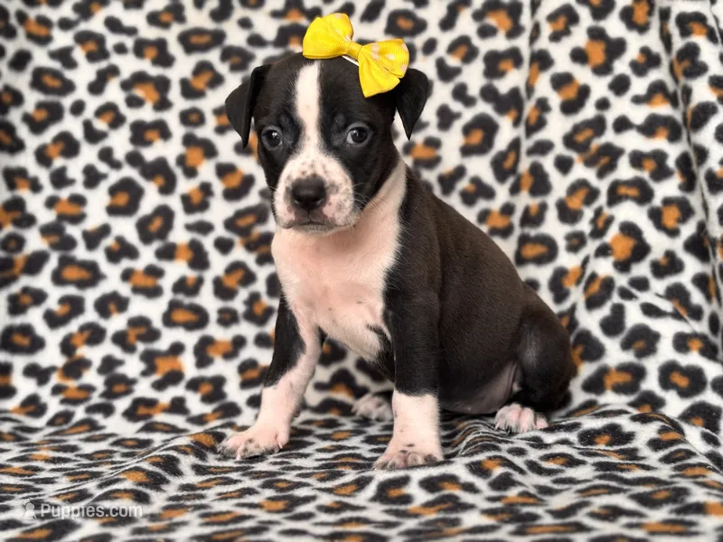 Reba – American Pit Bull Terrier, Cane Corso puppy for sale in Davenport, FL