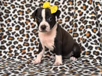 Reba, a female American Pit Bull Terrier and Cane Corso for sale in Davenport, FL – 1 of 10