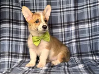 Jax , a male Pembroke Welsh Corgi for sale in Davenport, FL – 8 of 10
