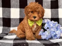 Wyatt, a male Cavapoo and Poodle - Toy  for sale in Davenport, FL – 4 of 8