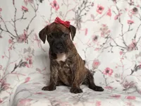 Opossum , a female American Pit Bull Terrier and Cane Corso for sale in Davenport, FL – 2 of 10