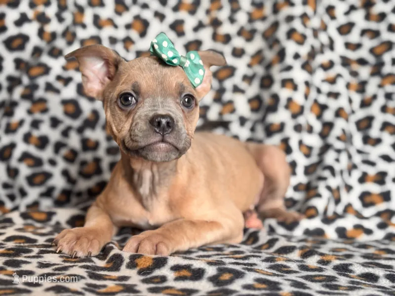 Stella – French Bulldog, American Pit Bull Terrier puppy for sale in Davenport, FL