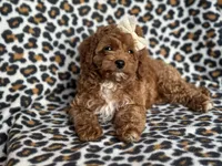 Georgia , a female Cavapoo and Poodle - Miniature  for sale in Davenport, FL – 4 of 10