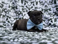 Camo, a male French Bulldog and American Pit Bull Terrier for sale in Davenport, FL – 4 of 10