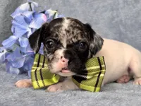 Moose, a male French Bulldog and Cockapoo for sale in Davenport, FL – 9 of 10