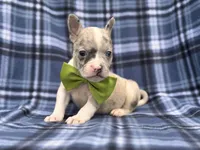 Charlie, a male French Bulldog and American Pit Bull Terrier for sale in Davenport, FL – 6 of 10