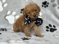 Luke, a male Cavapoo and Poodle - Miniature  for sale in Davenport, FL – Photo 5 of 6