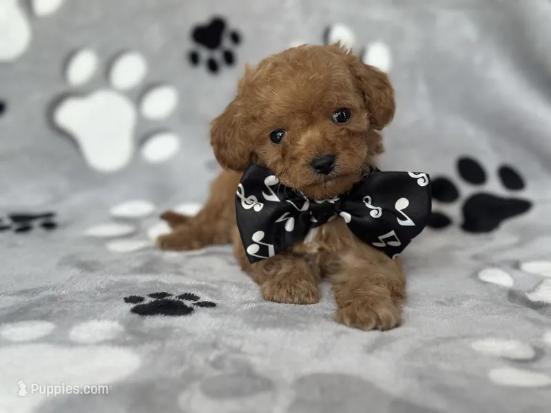 Luke – Cavapoo, Poodle - Miniature  puppy for sale in Davenport, FL