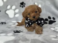 Luke, a male Cavapoo and Poodle - Miniature  for sale in Davenport, FL – Photo 1 of 6