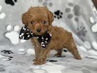 Luke, a male Cavapoo and Poodle - Miniature  for sale in Davenport, FL – Photo 2 of 6