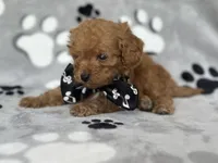 Luke, a male Cavapoo and Poodle - Miniature  for sale in Davenport, FL – Photo 4 of 6