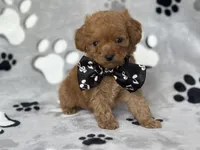 Luke, a male Cavapoo and Poodle - Miniature  for sale in Davenport, FL – Photo 3 of 6