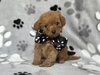 Luke, a male Cavapoo and Poodle - Miniature  for sale in Davenport, FL – Photo 6 of 6
