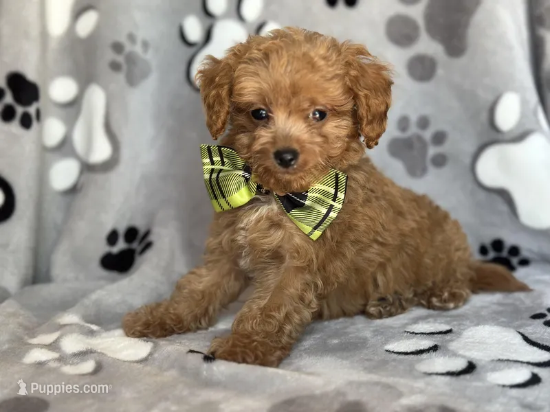 Luke – Cavapoo, Poodle - Miniature  puppy for sale in Davenport, FL