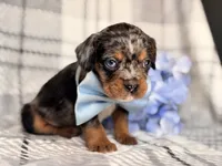 Squirrel, a male French Bulldog and Cockapoo for sale in Davenport, FL – 8 of 10