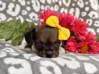 Beauty, a female French Bulldog and Cockapoo for sale in Davenport, FL – 7 of 10