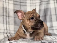 Scout-price reduced , a male French Bulldog and American Pit Bull Terrier for sale in Davenport, FL – 9 of 10