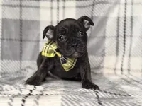 Camo, a male French Bulldog and American Pit Bull Terrier for sale in Davenport, FL – 3 of 9