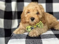 Bodie, a male Cockapoo and Poodle - Toy  for sale in Davenport, FL – 6 of 8