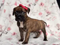 Opossum , a female American Pit Bull Terrier and Cane Corso for sale in Davenport, FL – 6 of 10