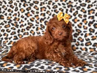 Poppy, a female Cavapoo and Poodle - Miniature  for sale in Davenport, FL – 2 of 10