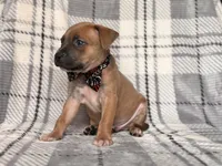 Buck, a male American Pit Bull Terrier and Cane Corso for sale in Davenport, FL – 5 of 10