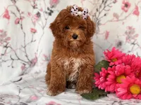 Rosie, a female Poodle - Miniature  for sale in Davenport, FL – 6 of 10