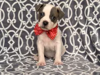 Rodeo , a male American Pit Bull Terrier and Cane Corso for sale in Davenport, FL – 6 of 10