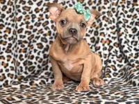 Stella, a female French Bulldog and American Pit Bull Terrier for sale in Davenport, FL – 10 of 10