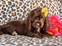Sage, a female Cocker Spaniel for sale in Davenport, FL – 5 of 10