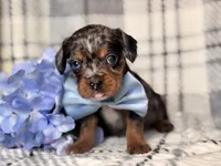 Squirrel, a male French Bulldog and Cockapoo for sale in Davenport, FL – 10 of 10