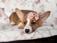 Hope, a female Pembroke Welsh Corgi for sale in Davenport, FL – 7 of 10