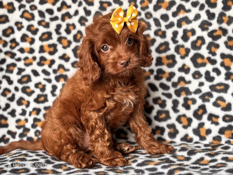 Poppy – Cavapoo, Poodle - Miniature  puppy for sale in Davenport, FL