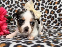 Quinn cookie, a female French Bulldog and Cockapoo for sale in Davenport, FL – 6 of 10