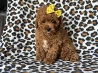 Hope, a female Cavapoo and Poodle - Toy  for sale in Davenport, FL – 2 of 9