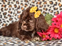 Sage, a female Cocker Spaniel for sale in Davenport, FL – 7 of 10
