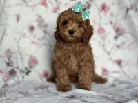 Joy, a female Cavapoo and Poodle - Miniature  for sale in Davenport, FL – 7 of 10