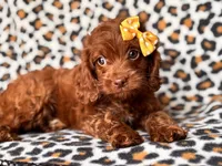 Poppy, a female Cavapoo and Poodle - Miniature  for sale in Davenport, FL – 8 of 10