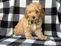 Bodie, a male Cockapoo and Poodle - Toy  for sale in Davenport, FL – 2 of 8