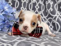 Mouse, a male French Bulldog and Cockapoo for sale in Davenport, FL – 7 of 10