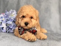 Danny, a male Poodle - Toy  and Poodle - Miniature  for sale in Davenport, FL – 3 of 8