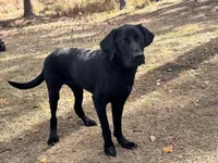 Apollo, a male Labrador Retriever for sale in Davenport, FL – Photo 4 of 5