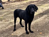 Apollo, a male Labrador Retriever for sale in Davenport, FL – Photo 3 of 5