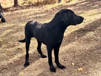 Apollo, a male Labrador Retriever for sale in Davenport, FL – Photo 5 of 5