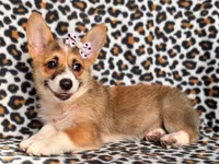 June, a female Pembroke Welsh Corgi for sale in Davenport, FL – 8 of 10