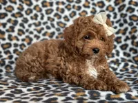 Georgia , a female Cavapoo and Poodle - Miniature  for sale in Davenport, FL – 2 of 10