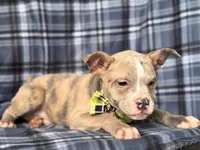 Dagger-price reduced , a male French Bulldog and American Pit Bull Terrier for sale in Davenport, FL – 2 of 10